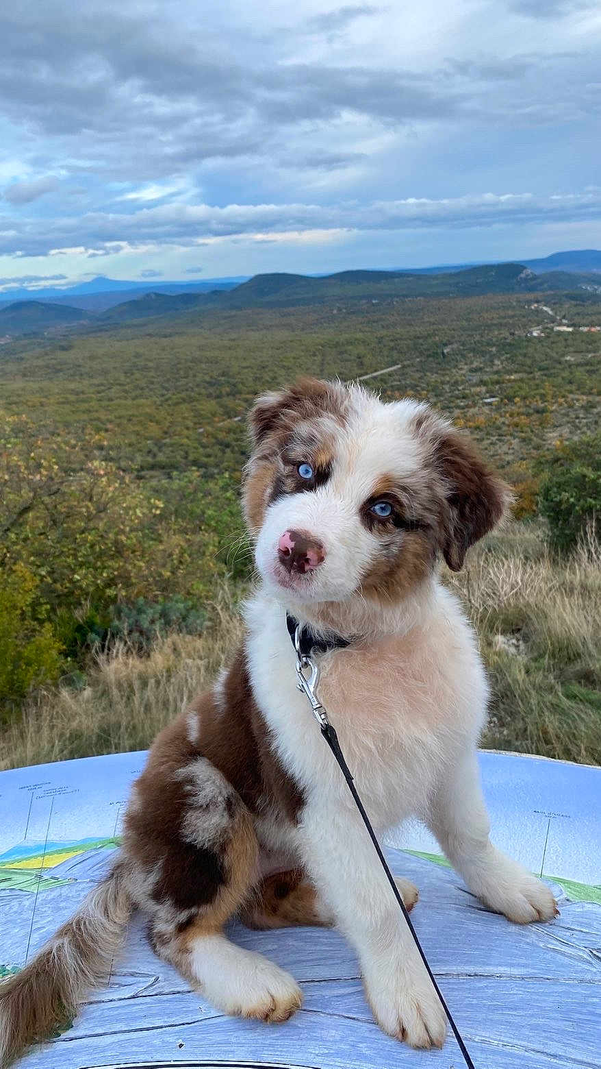 Alba participe au concours pour gagner de l'argent avec cette photo : puppy, dog, blue_eyes, fluffy, outdoor, landscape, nature, grass, sky, clouds, leash, collar, cute, portrait, scenic, animal, pet, curious, sitting, young