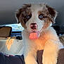 Alba participe au concours pour gagner de l'argent avec cette photo : puppy, dog, blue_eyes, tongue_out, fluffy, car_interior, pet, cute, young_dog, animal, fur, paw, nose, head, canine, domestic_animal, mammal, inside, transportation, happy