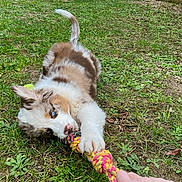 Alba participe au concours pour gagner de l'argent avec cette photo : puppy, dog, playing, rope_toy, grass, backyard, fence, human_hand, blue_eyes, outdoor, pet, young_dog, tug_of_war, nature, greenery, fun, animal, canine, daylight, toy
