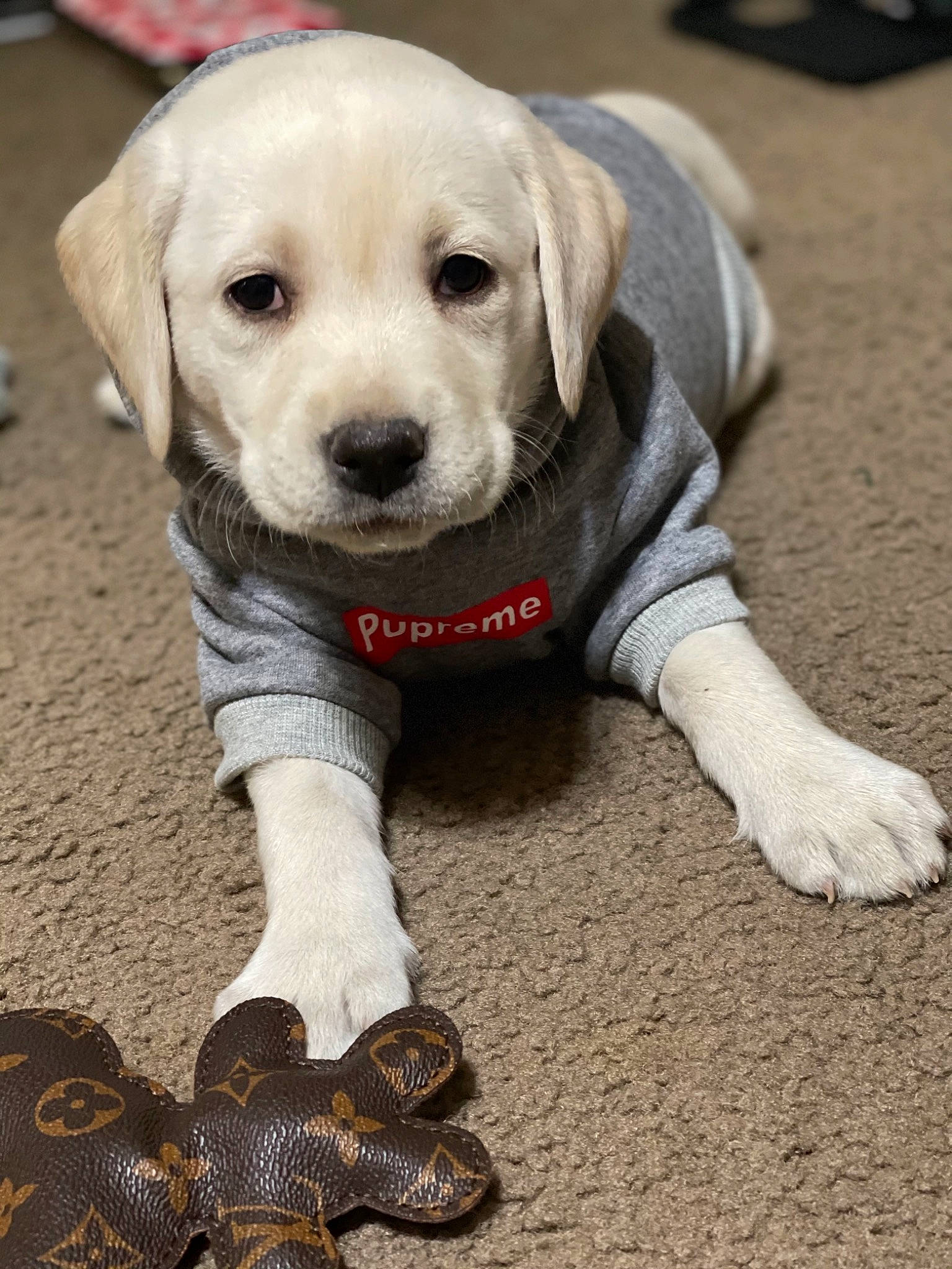Chloe joined the competition — help win amazing prizes! canidae, carnivore, companion_dog, dog, dog_breed, dog_clothes, dog_supply, gun_dog, indian_cobra, labrador_retriever, non_sporting_group, pet_supply, puppy, retriever, snout, sporting_group, toy, working_animal, working_dog