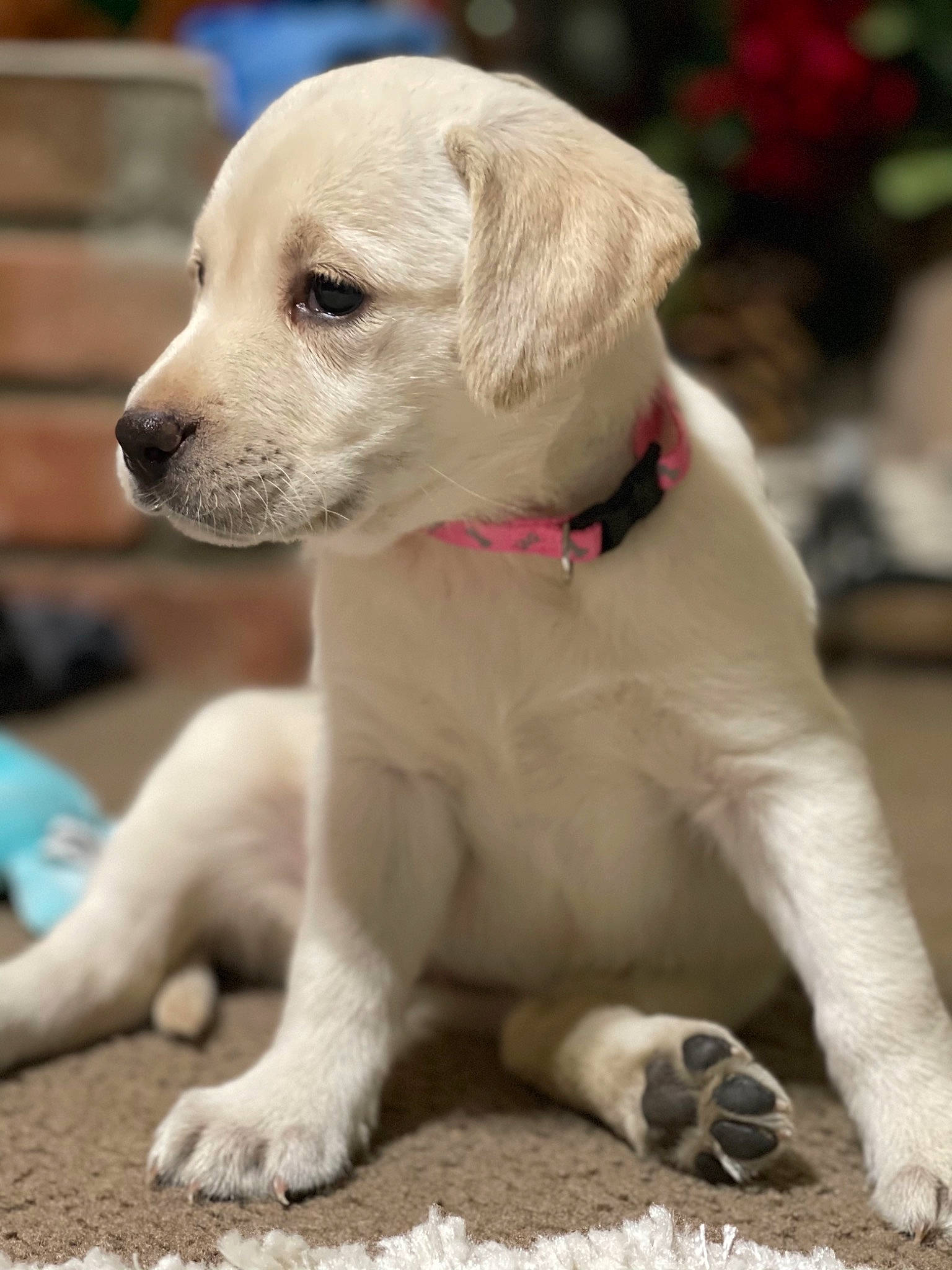 Chloe joined the competition — help win amazing prizes! canidae, carnivore, collar, companion_dog, dog, dog_breed, dog_collar, fawn, foot, gun_dog, labrador_retriever, paw, pet_supply, puppy, retriever, snout, sporting_group, tail, working_animal, working_dog