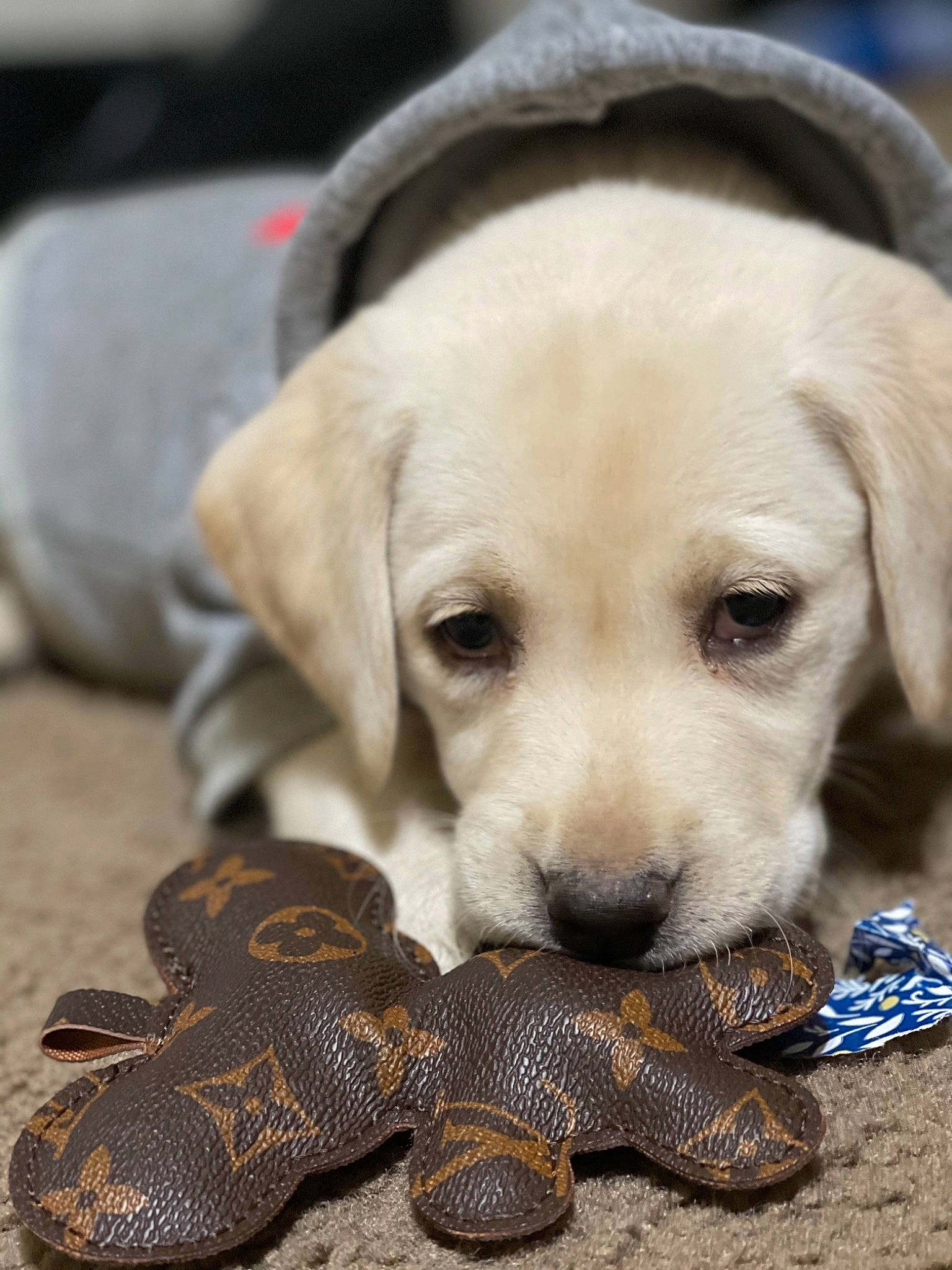 Chloe joined the competition — help win amazing prizes! beige, brown, canidae, carnivore, collar, companion_dog, dog, dog_breed, fawn, fedora, gun_dog, labrador_retriever, natural_material, paw, pet_supply, puppy, retriever, snout, sporting_group, working_animal