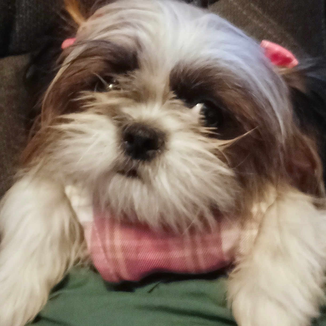 Sophia is registered to the contest to win money with this photo: dog, close_up, fluffy, fur, pink_bandana, pet, animal, cute, portrait, white_fur, brown_fur, face, eyes, nose, indoor, soft_focus, adorable, small_dog, mammal, companion