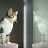 Saphira a rejoint le concours — aidez-le/la à gagner de superbes lots ! animal, calm, cat, curious, domestic_cat, feline, fur, green_eyes, household, indoor, looking_out, pet, pink_surface, portrait, reflection, side_view, sitting, soft_light, whiskers, window