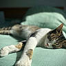 animal, bed, blanket, cat, closeup, cozy, cute, domestic, feline, fur, indoor, paw, peaceful, pet, relaxed, resting, sleeping, sunlight, tabby, whiskers