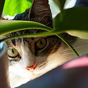 Saphira a rejoint le concours — aidez-le/la à gagner de superbes lots ! animal, cat, close_up, curious, cute, eye, feline, green_leaves, hidden, houseplant, indoor, leaf, nature, nose, pet, plant, portrait, sunlight, tabby, whiskers