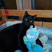 Inao a rejoint le concours — aidez-le/la à gagner de superbes lots ! black_cat, cat, plush_toy, blue_toy, bed, blanket, wooden_bed_frame, indoor, pet, feline, cozy, resting, fur, animal, cute, home, soft_texture, yellow_eyes, tongue_out, relaxed