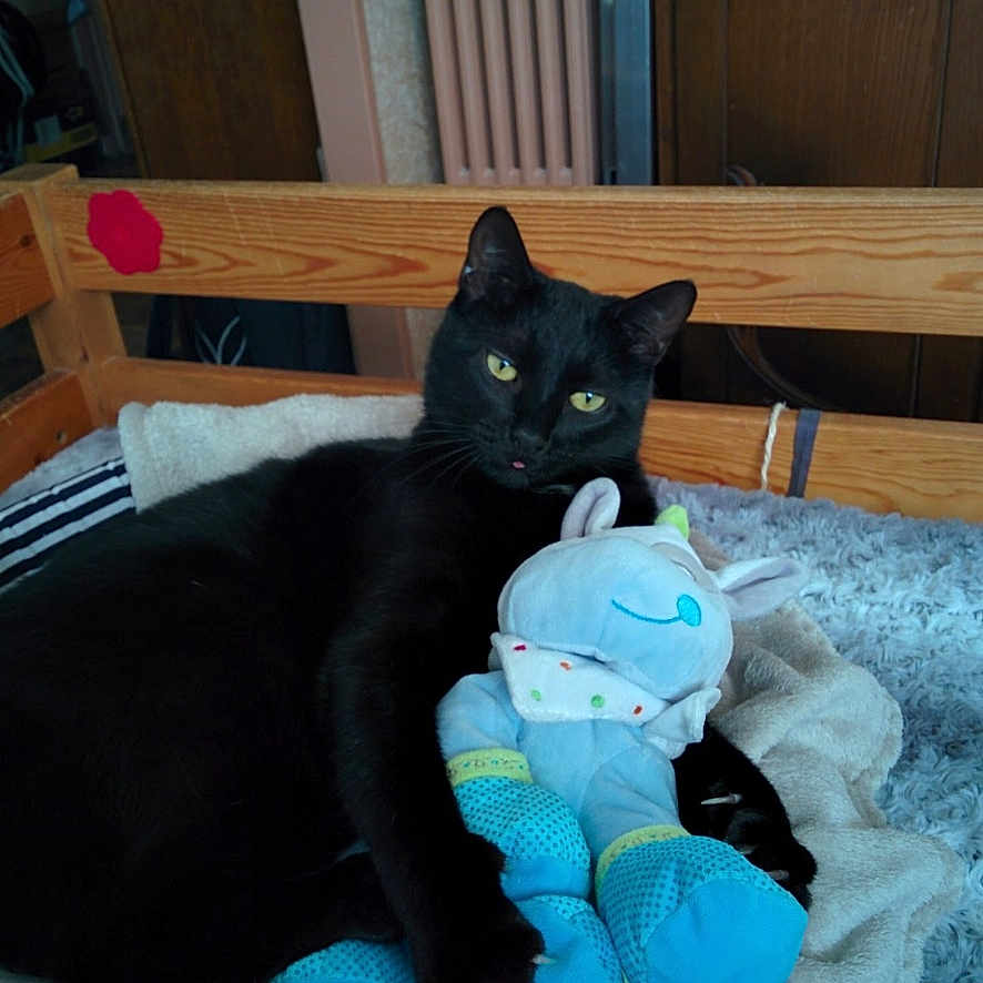 Inao a rejoint le concours — aidez-le/la à gagner de superbes lots ! animal, bed, black_cat, blanket, blue_toy, cat, cozy, cute, feline, fur, home, indoor, pet, plush_toy, relaxed, resting, soft_texture, tongue_out, wooden_bed_frame, yellow_eyes
