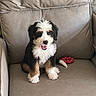 Bernice is registered to the contest to win money with this photo: dog, puppy, pet, animal, tricolor, fluffy, sitting, tongue_out, happy, cute, portrait, leather_chair, furniture, indoor, home, toy, chew_toy, red_toy, white_paws, black_white_brown