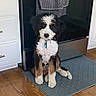 Bernice is registered to the contest to win money with this photo: dog, puppy, tricolor, fluffy, sitting, portrait, pet, collar, indoors, living_room, television, cabinet, rug, mat, wood_floor, white_paws, black_fur, brown_fur, alert, cute