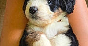 Bernice joined the competition — help win amazing prizes! puppy, dog, tricolor, fluffy, small_dog, portrait, close_up, sitting, being_held, paws, floppy_ears, black_fur, white_fur, brown_fur, pet, animal, indoors, person, hands, ring