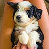 puppy, dog, tricolor, fluffy, small_dog, portrait, close_up, sitting, being_held, paws, floppy_ears, black_fur, white_fur, brown_fur, pet, animal, indoors, person, hands, ring