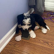 Bernice joined the competition — help win amazing prizes! puppy, dog, black_and_white, brown_fur, fluffy, lying_down, floor, floor_vent, hardwood_floor, indoor, home, corner, wall, curtain, window, cables, paws, pet, resting, cute