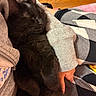 Gansito joined the competition — help win amazing prizes! black_cat, sleeping_cat, cat, pet, animal, cozy, indoor, human_hand, grey_sleeve, patterned_pants, wood_floor, relaxation, cute, furry, domestic_cat, close_up, resting, comfort, nap, fur