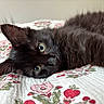 animal, bed, black_cat, cat, close_up, cute, domestic_cat, floral_pattern, fluffy, green_eyes, indoor, kitten, lying_down, pet, quilt, relaxed, resting, soft_fur, whiskers, young_cat