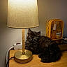 black_fur, cat, cozy, cute, domestic_animal, furniture, indoors, kitten, lamp, nighttime, peaceful, pet, resting, sleeping, small, soft_light, table, toiletry_bag, wooden_surface, yellow