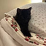 Gansito joined the competition — help win amazing prizes! kitten, black_cat, blanket, bed, floral_pattern, cozy, sleepy, indoor, pet, feline, fur, cute, resting, comfort, animal, young_cat, soft_light, pillow, domestic, warm