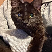 Gansito is registered to the contest to win money with this photo: black_cat, cat, wide_eyes, close_up, pet, animal, feline, whiskers, fur, indoor, person, hoodie, gray_clothing, holding, cute, curious, portrait, face, paw, domestic_animal