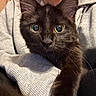 black_cat, cat, wide_eyes, close_up, pet, animal, feline, whiskers, fur, indoor, person, hoodie, gray_clothing, holding, cute, curious, portrait, face, paw, domestic_animal