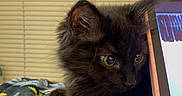 Gansito is registered to the contest to win money with this photo: kitten, black_cat, tablet, blanket, indoor, curious, close_up, pet, feline, resting, cozy, soft_fur, whiskers, ears, screen_reflection, household, technology, window_blinds, cute, young_animal