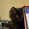 kitten, black_cat, tablet, blanket, indoor, curious, close_up, pet, feline, resting, cozy, soft_fur, whiskers, ears, screen_reflection, household, technology, window_blinds, cute, young_animal