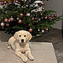 puppy, dog, golden_retriever, animal, pet, christmas_tree, ornaments, baubles, holiday, decorations, furniture, ottoman, indoor, floor, festive, cute, young, relaxed, fluffy, calm
