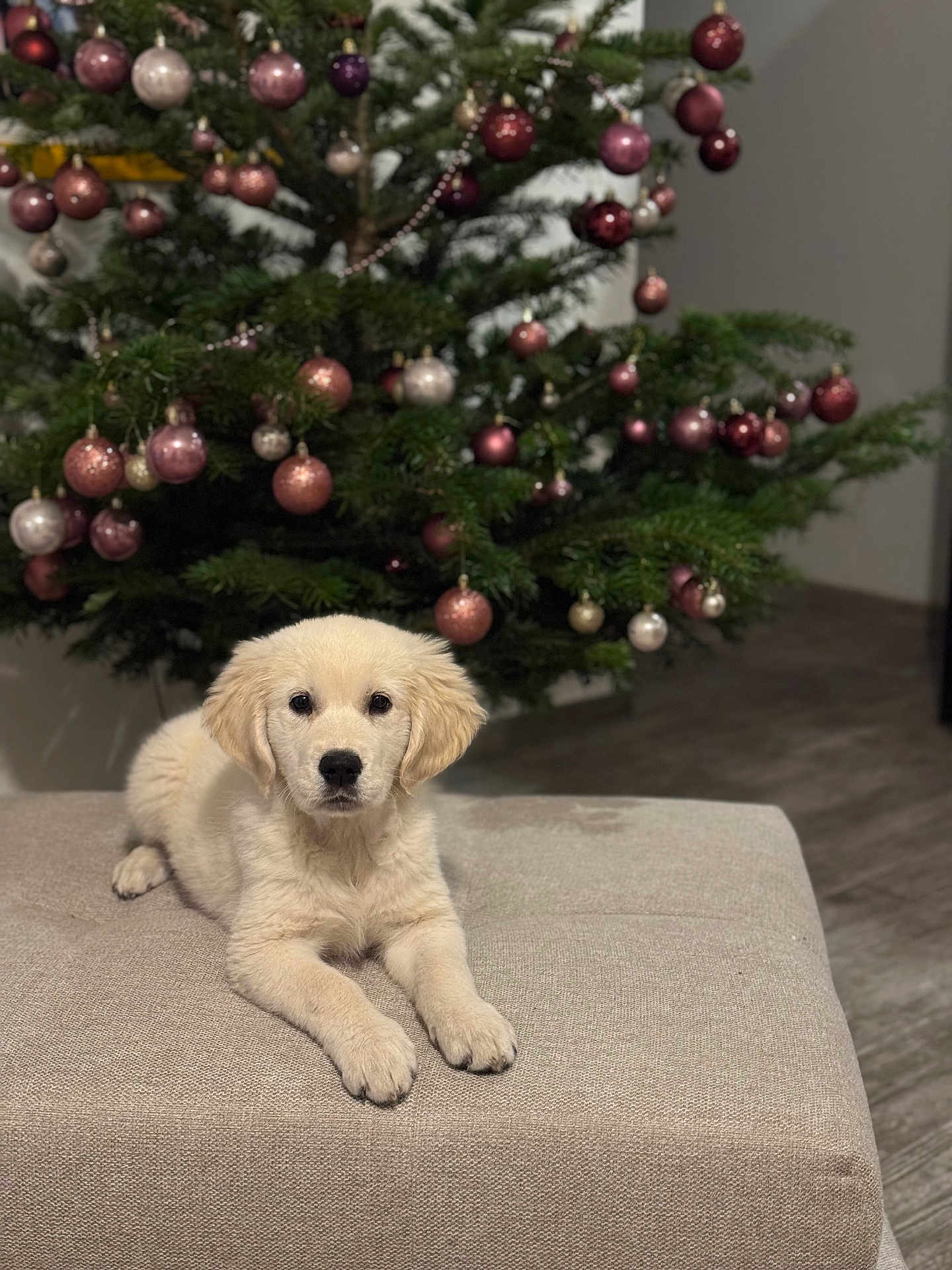 Abby participe au concours pour gagner de l'argent avec cette photo : puppy, dog, golden_retriever, animal, pet, christmas_tree, ornaments, baubles, holiday, decorations, furniture, ottoman, indoor, floor, festive, cute, young, relaxed, fluffy, calm