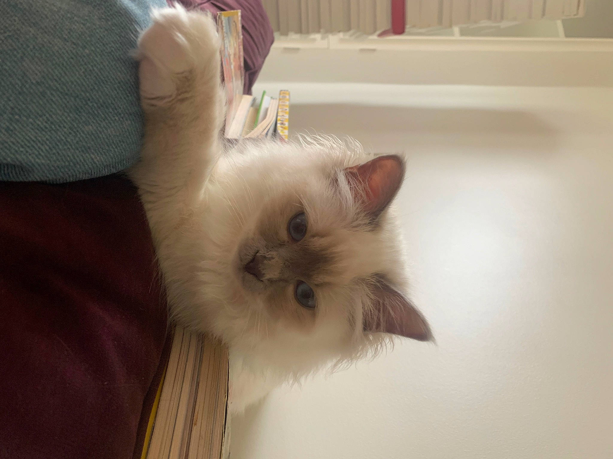 Tanuki a rejoint le concours — aidez-le/la à gagner de superbes lots ! carnivore, cat, claw, fawn, felidae, fur, hardwood, paw, plant, small_to_medium_sized_cats, snout, tail, wall_plate, whiskers