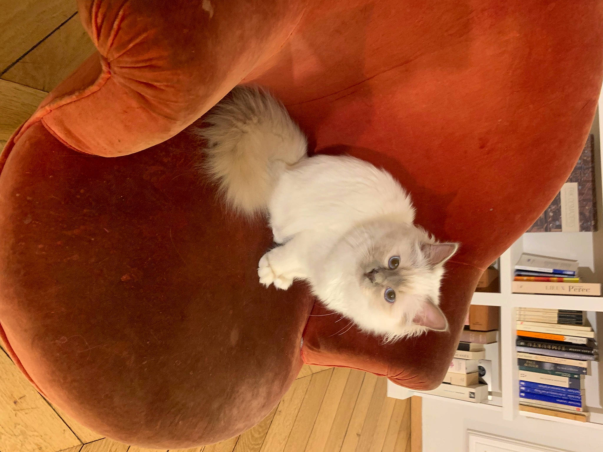 Tanuki participe au concours pour gagner de l'argent avec cette photo : bookcase, carnivore, cat, cat_bed, cat_supply, comfort, companion_dog, dog_breed, ear, fawn, felidae, fur, hardwood, kitchen_appliance, pet_supply, shelf, small_to_medium_sized_cats, tail, whiskers, wood