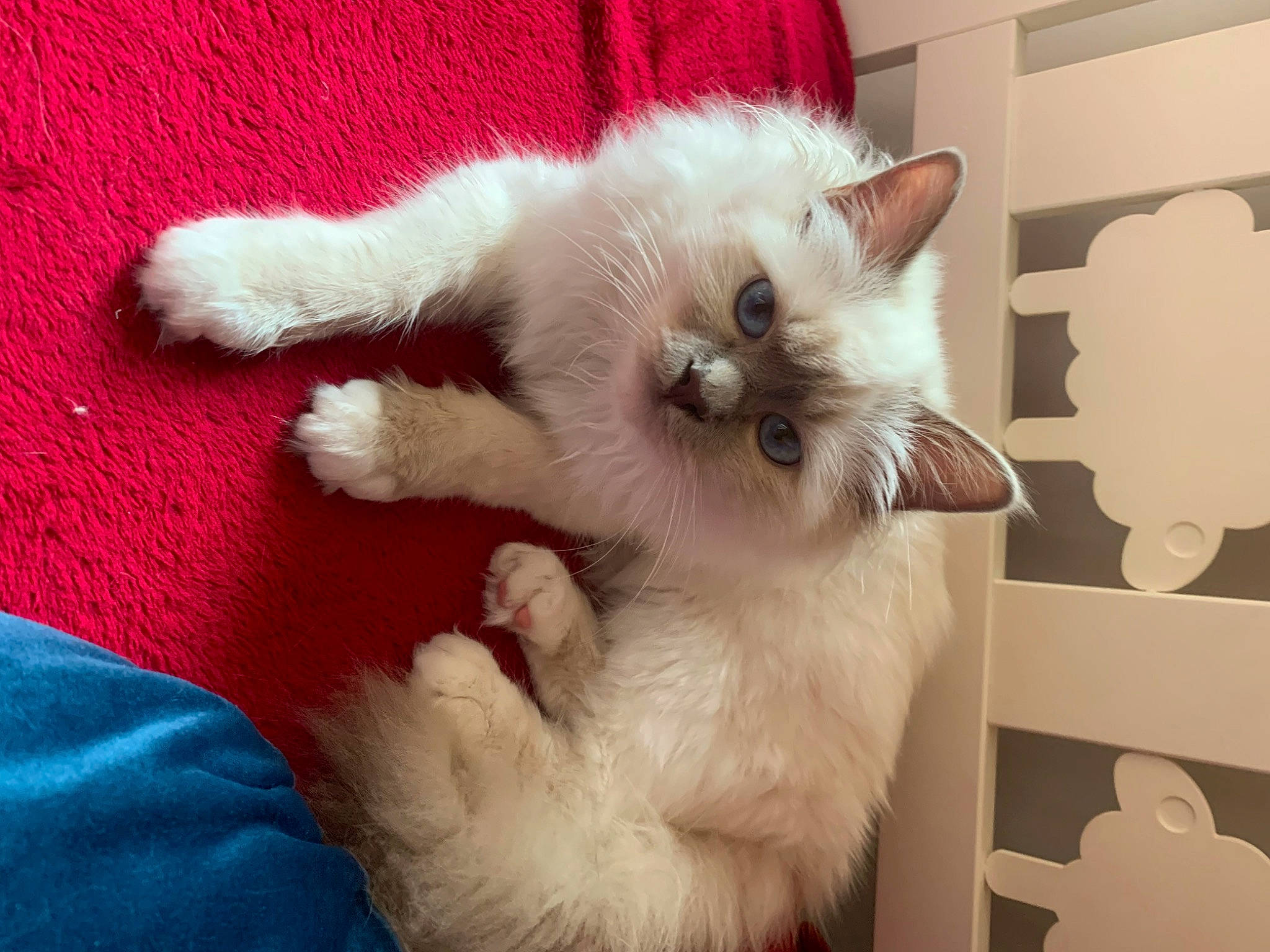 Tanuki participe au concours pour gagner de l'argent avec cette photo : balinese, birman, carnivore, cat, claw, comfort, companion_dog, dog_breed, fawn, felidae, fur, paw, ragdoll, siamese, small_to_medium_sized_cats, snout, tail, thai, whiskers