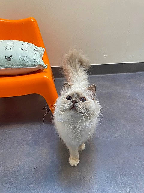 Tanuki participe au concours pour gagner de l'argent avec cette photo : canidae, carnivore, chair, comfort, companion_dog, dog, dog_breed, fawn, felidae, flooring, fur, hardwood, paw, small_to_medium_sized_cats, snout, sporting_group, tail, toy_dog, whiskers, wood