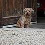Ugo a rejoint le concours — aidez-le/la à gagner de superbes lots ! dog, canine, pet, sitting, wooden_door, gravel, outdoor, vintage_car, red_car, garage, fur, animal, cute, portrait, doorway, texture, small_dog, waiting, front_view, natural_light