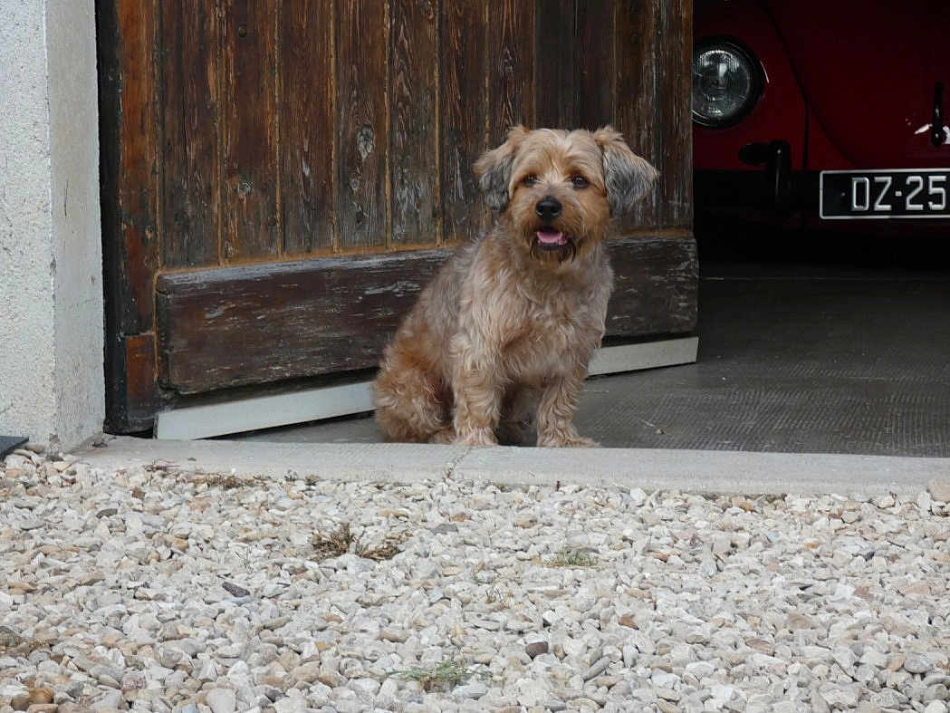 Ugo a rejoint le concours — aidez-le/la à gagner de superbes lots ! dog, canine, pet, sitting, wooden_door, gravel, outdoor, vintage_car, red_car, garage, fur, animal, cute, portrait, doorway, texture, small_dog, waiting, front_view, natural_light