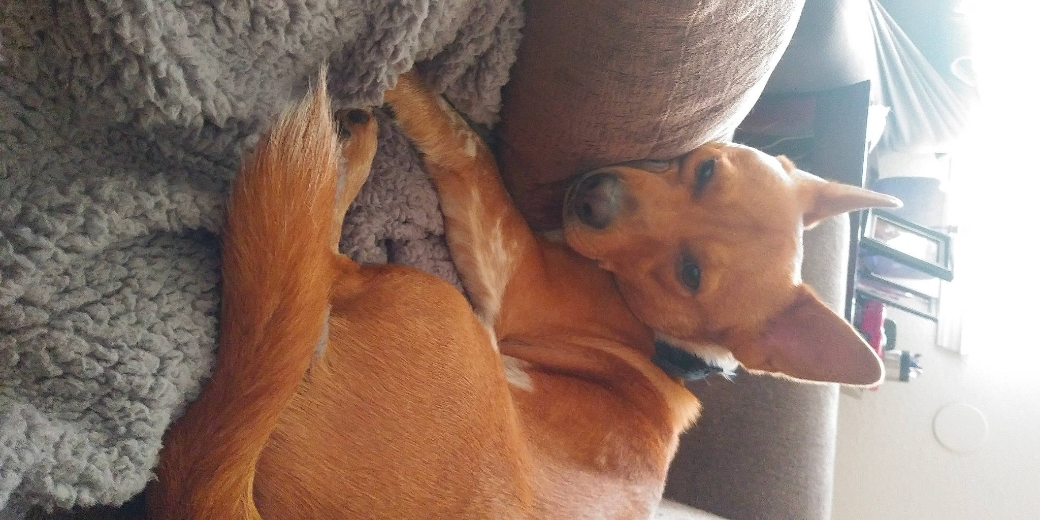 Pistol is registered to the contest to win money with this photo: canidae, carnivore, cirneco_delletna, dog, dog_breed, fawn, mammal, miniature_pinscher, pariah_dog, pharaoh_hound, rhodesian_ridgeback, snout, sporting_group, vertebrate