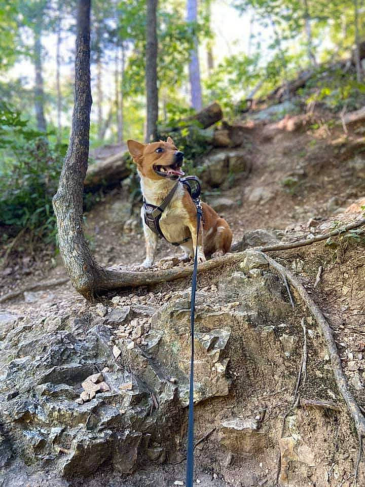 Pistol is registered to the contest to win money with this photo: adventure, canidae, carnivore, dog, fawn, feist, forest, hunting_dog, plant, tree, wildlife