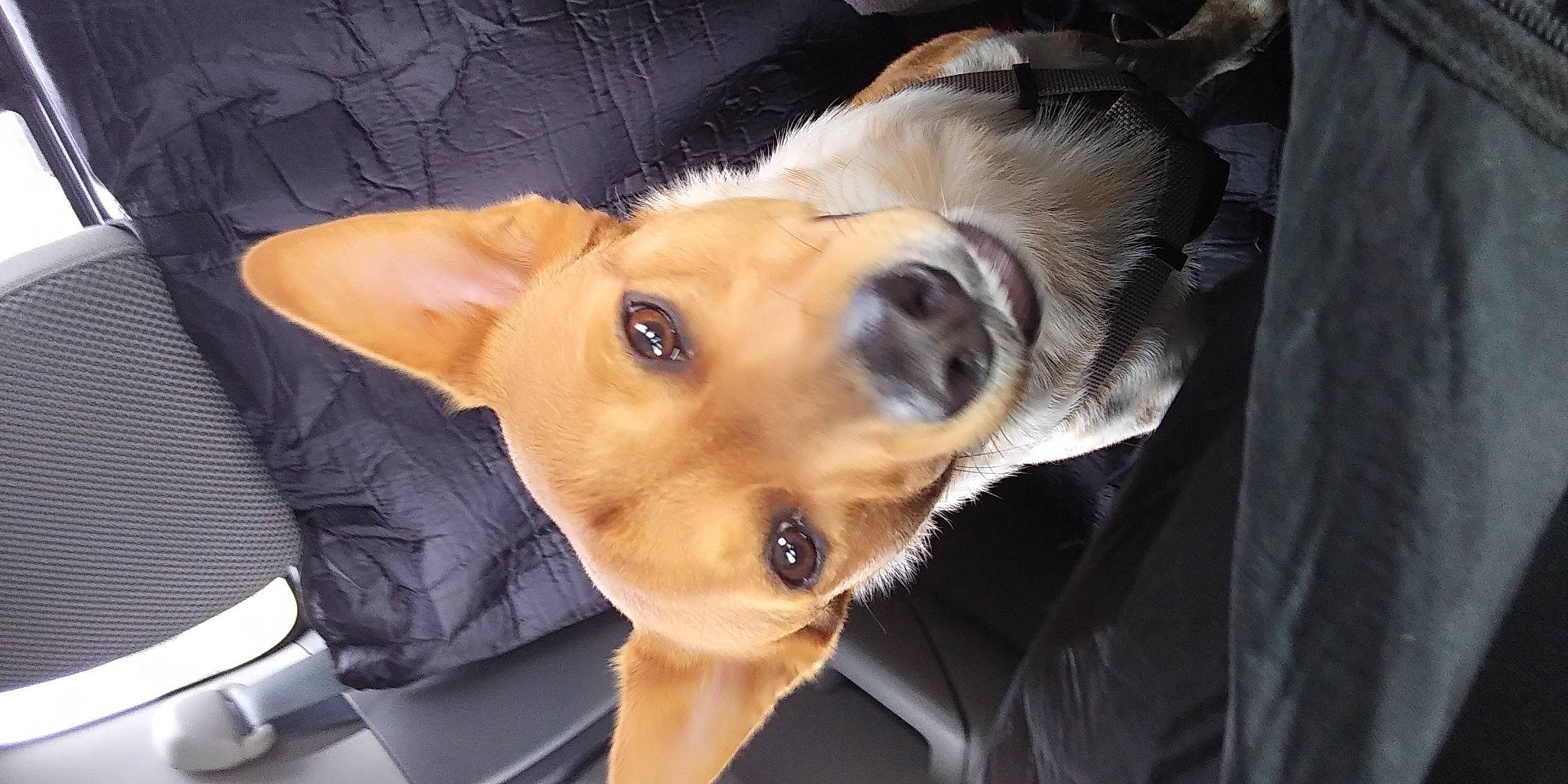 Pistol joined the competition — help win amazing prizes! aspin, canidae, carnivore, chihuahua, companion_dog, corgi_chihuahua, dog, dog_breed, ear, fawn, feist, lurcher, mammal, nose, potcake_dog, puppy, snout, street_dog