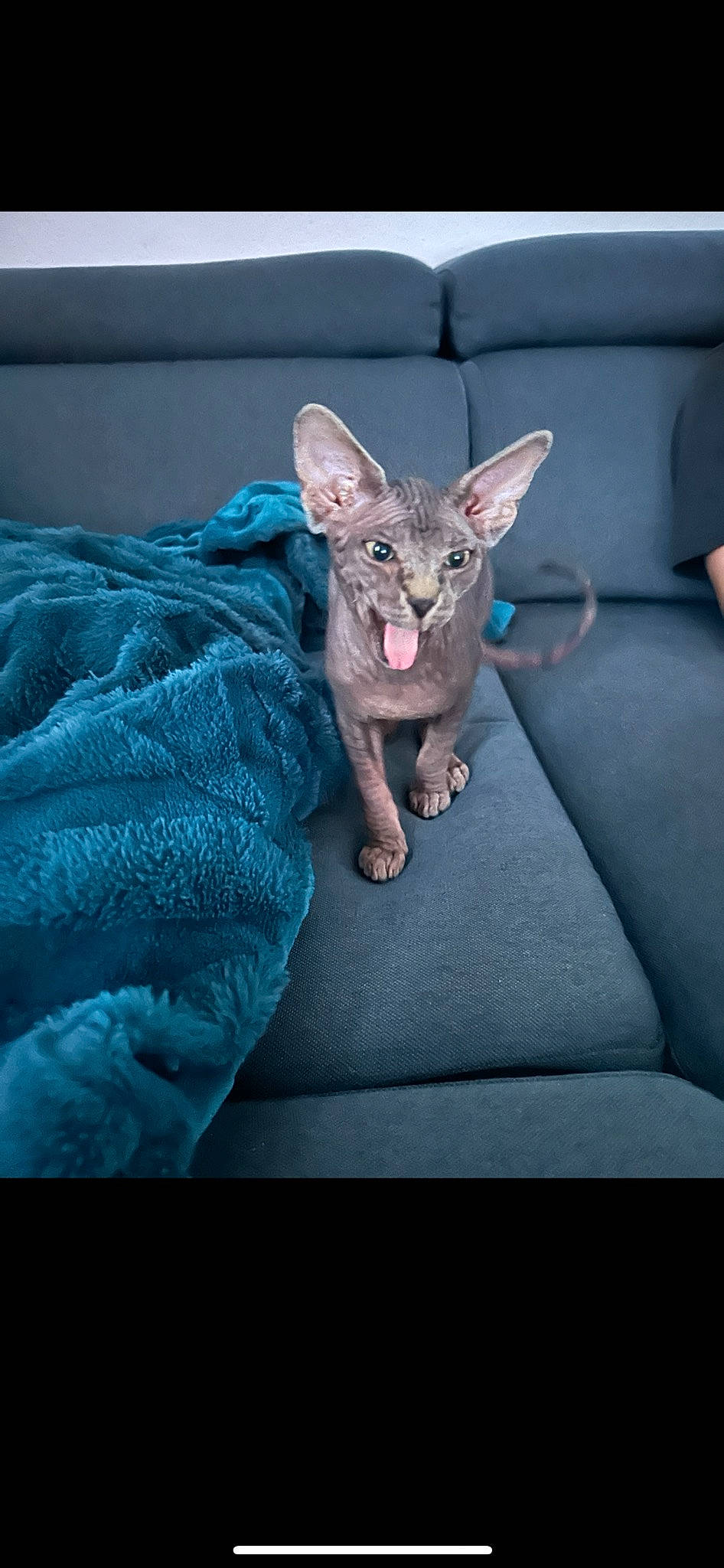 Venom a rejoint le concours — aidez-le/la à gagner de superbes lots ! canidae, carnivore, cat, comfort, companion_dog, dog_breed, electric_blue, eye, fawn, felidae, fur, linens, paw, rex_cat, sitting, small_to_medium_sized_cats, snout, tail, terrestrial_animal, whiskers