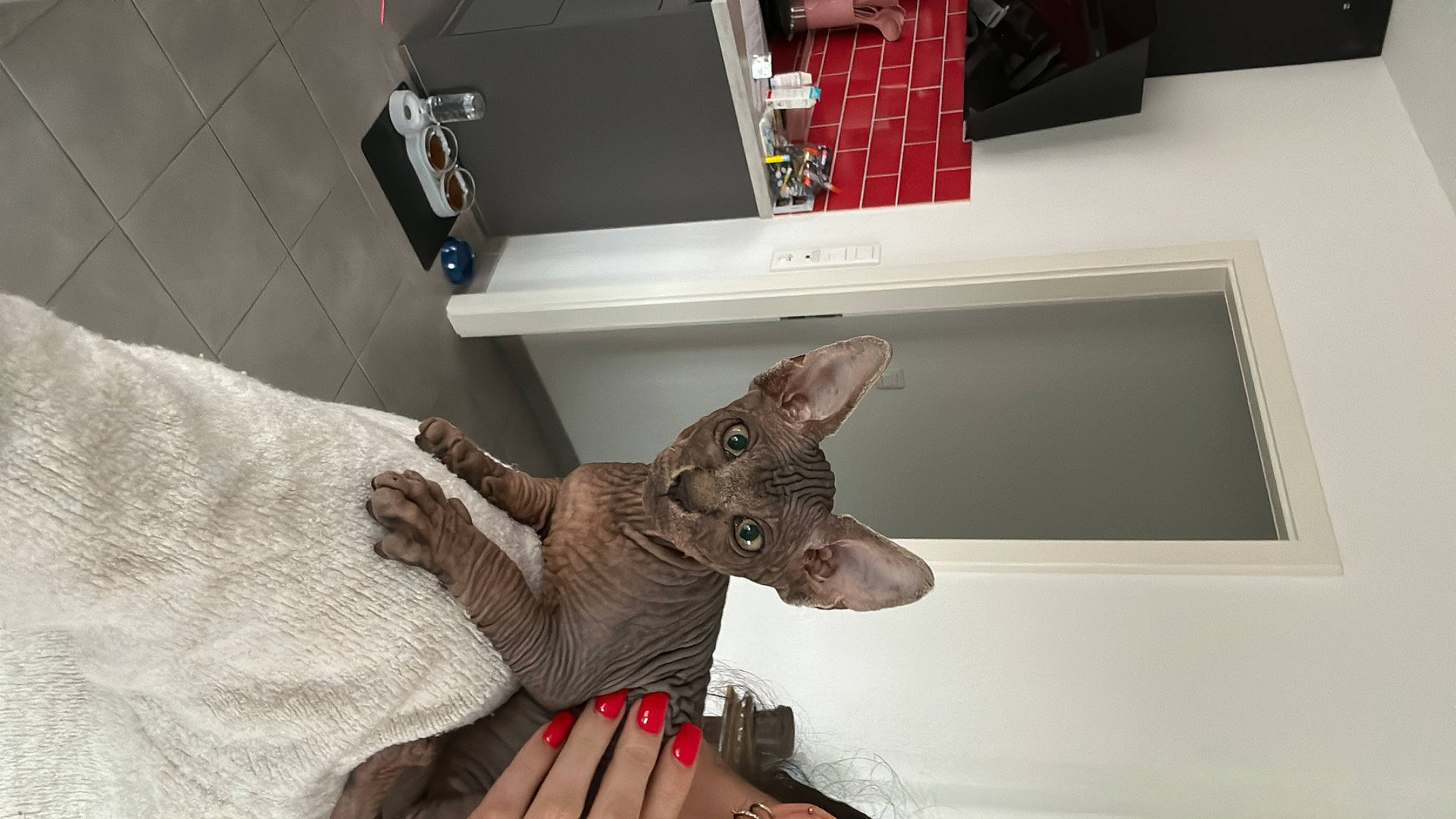 Venom participe au concours pour gagner de l'argent avec cette photo : animal_figure, animation, art, claw, dinosaur, fawn, felidae, fictional_character, fur, gesture, room, sculpture, small_to_medium_sized_cats, stuffed_toy, tail, terrestrial_animal, toy, visual_arts, whiskers, working_animal