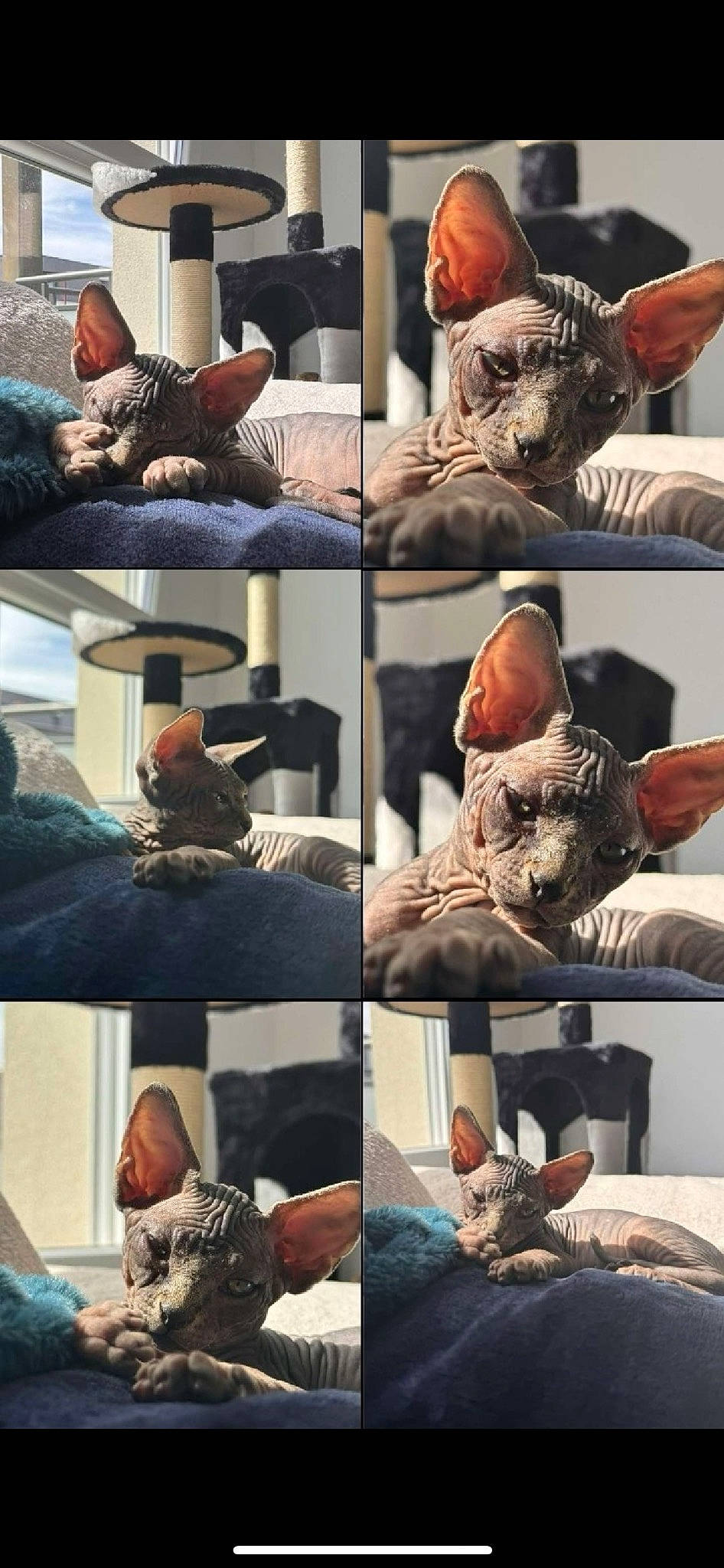 Venom a rejoint le concours — aidez-le/la à gagner de superbes lots ! art, cat, collage, comfort, facial_expression, felidae, fur, gesture, human, mammal, photo_caption, photograph, photography, room, sitting, snapshot, stock_photography, textile, vertebrate, whiskers