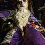 dog, pet, blanket, purple, fur, indoor, cozy, bed, curious, brown, white, animal, companion, cute, fur_texture, portrait, domestic, relaxed, closeup, household