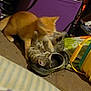 Raven is registered to the contest to win money with this photo: kitten, cat, playful, indoor, floor, purple_storage_bin, clutter, toy, furniture, brown_floor, young_cat, pet, animal, orange_cat, striped_cat, together, fun, cute, domestic, home