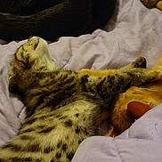 Raven joined the competition — help win amazing prizes! cat, kitten, tabby, orange_cat, black_cat, sleeping, resting, paw, fur, blanket, bed, cozy, indoor, animal, pet, cute, relaxing, snuggling, soft, domestic