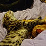 cat, kitten, tabby, orange_cat, black_cat, sleeping, resting, paw, fur, blanket, bed, cozy, indoor, animal, pet, cute, relaxing, snuggling, soft, domestic