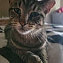 Raven is registered to the contest to win money with this photo: cat, tabby, pet, animal, whiskers, fur, paw, bed, indoor, closeup, relaxed, feline, domestic, striped, cute, mammal, sleepy, cozy, resting, soft