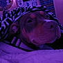 Katrina joined the competition — help win amazing prizes! dog, blanket, zebra_stripe, indoor, purple_light, collar, pet, cozy, bed, comfort, animal, canine, resting, fur, portrait, cute, warm, decor, lights, calm