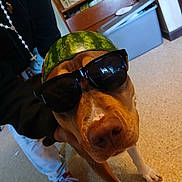 Katrina joined the competition — help win amazing prizes! dog, sunglasses, watermelon, helmet, indoor, person, hand, floor, carpet, casual_clothing, red_shoes, white_pants, brown_dog, funny, pet, animal, face, closeup, headwear, cool