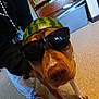 dog, sunglasses, watermelon, helmet, indoor, person, hand, floor, carpet, casual_clothing, red_shoes, white_pants, brown_dog, funny, pet, animal, face, closeup, headwear, cool