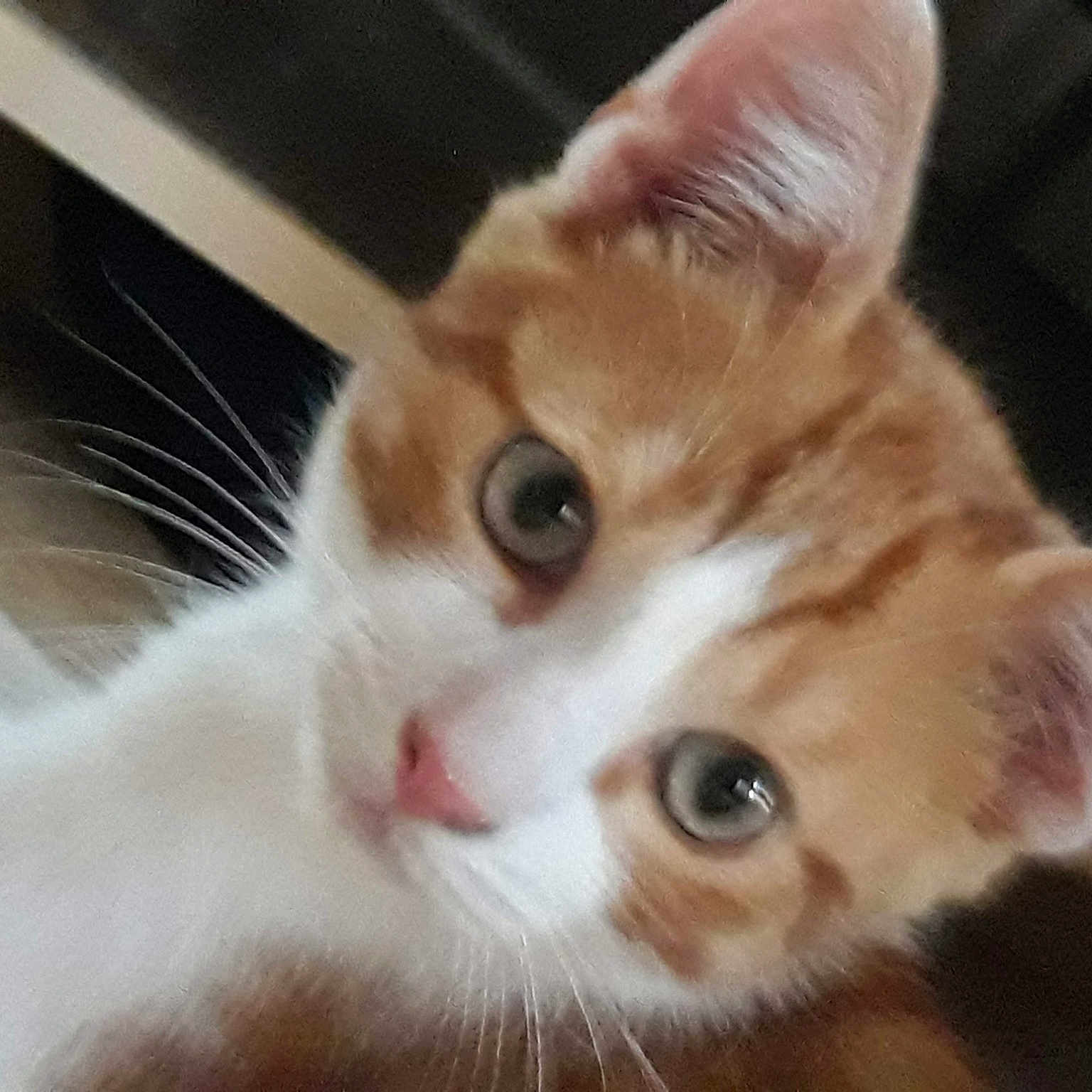 Harry
