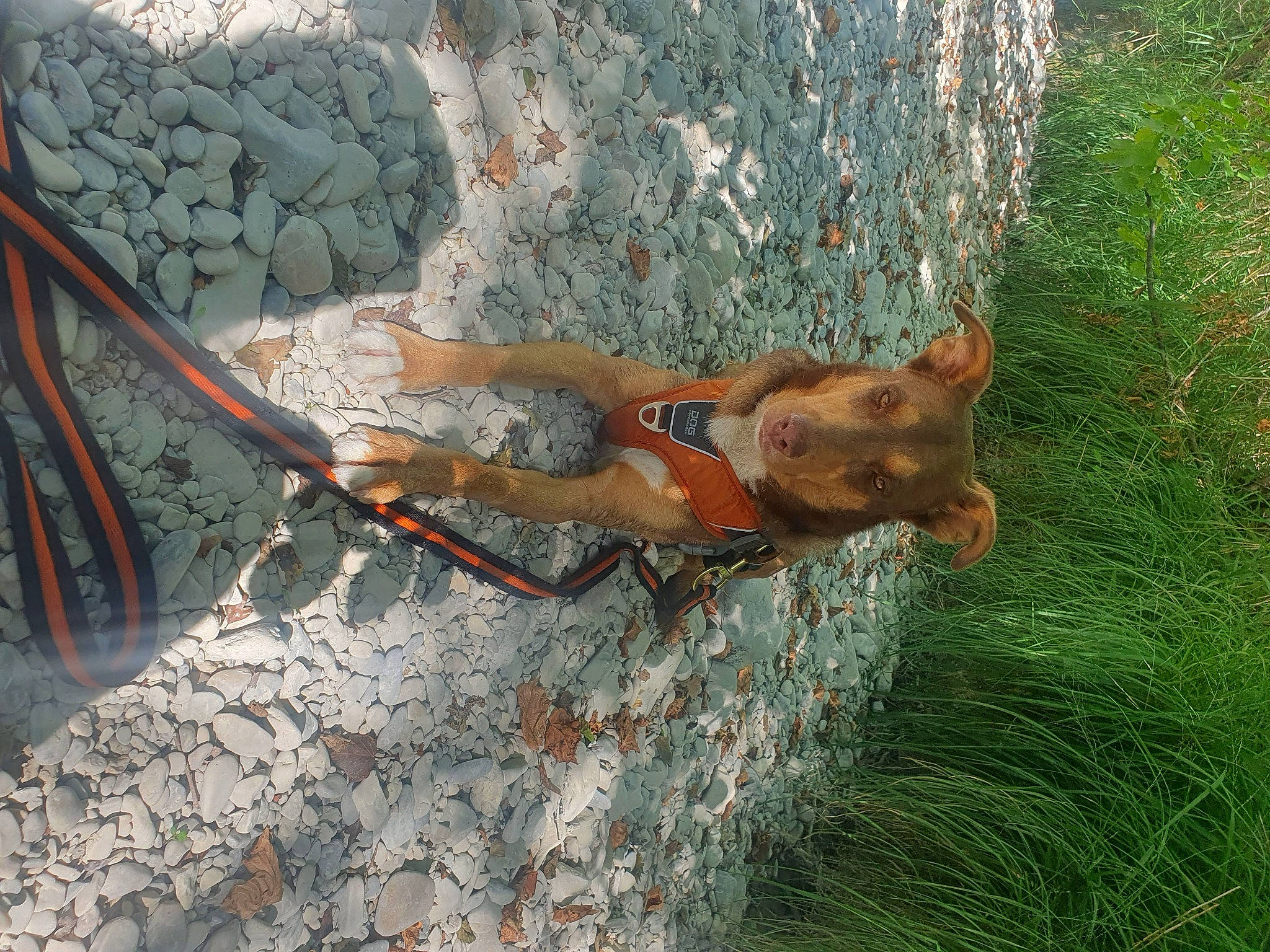 Billy participe au concours pour gagner de l'argent avec cette photo : art, bedrock, fawn, grass, landscape, lawn_ornament, metal, plant, plant_stem, recreation, rock_climbing_equipment, soil, tail, terrestrial_animal, thigh, toy, tree, trunk, vertebrate, wood