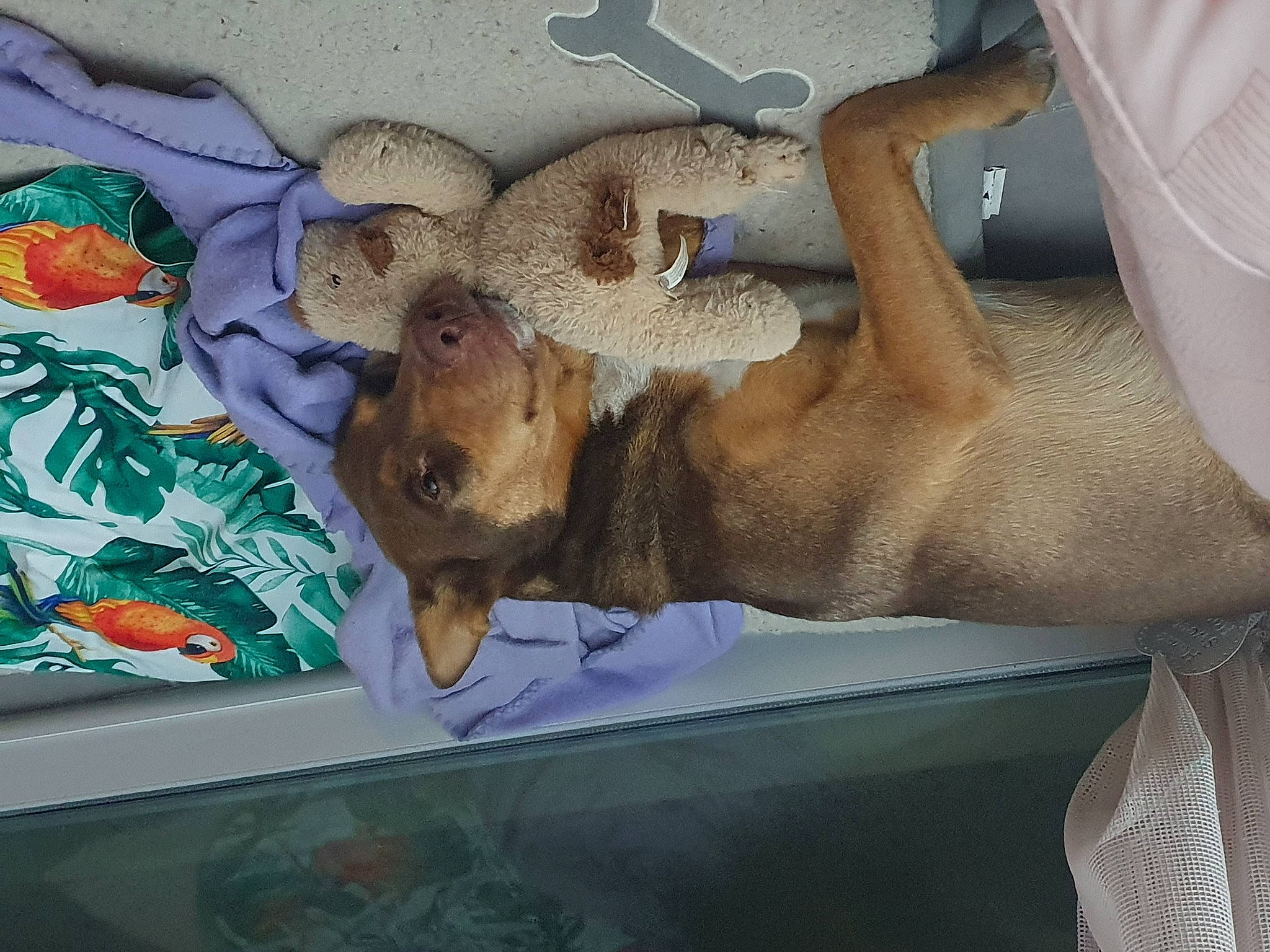 Billy a rejoint le concours — aidez-le/la à gagner de superbes lots ! art, canidae, carnivore, comfort, companion_dog, dog, dog_breed, fawn, felidae, fur, linens, paw, snout, sporting_group, street_dog, visual_arts, wildlife, working_animal